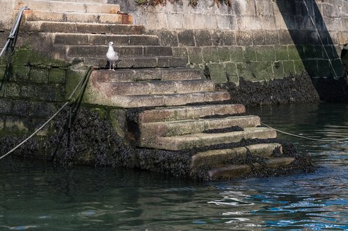 seagull  harbor  stairs