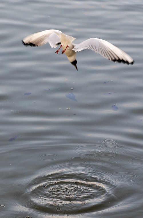seagull  fishing  flight