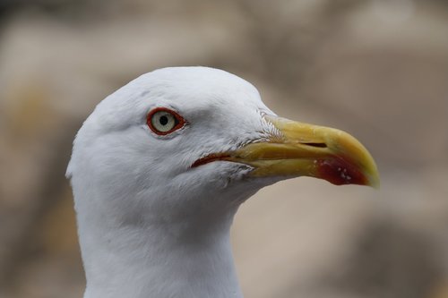 seagull  bird  nature