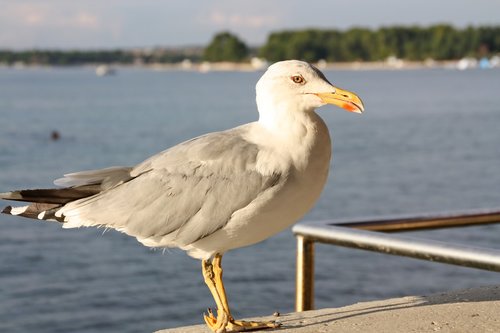 seagull  bird  sea