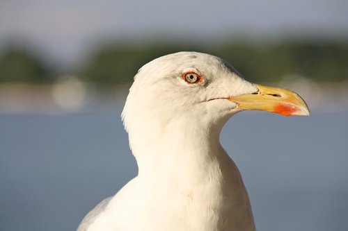 seagull  bird  sea