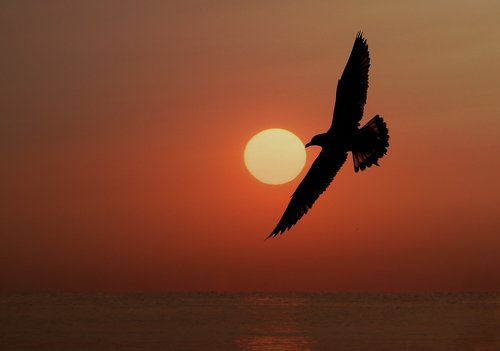 seagull  sun  sunrise