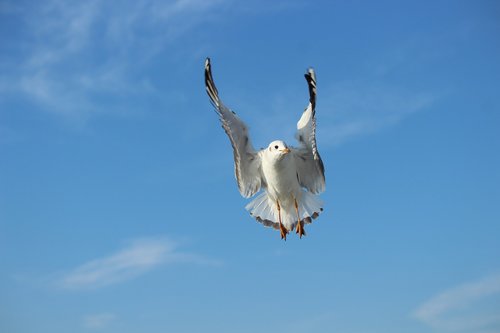 seagull  bird  sky