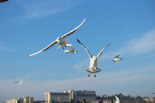 seagull  gulls  bird