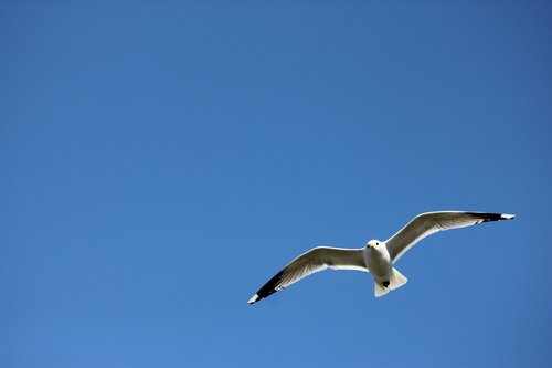 seagull  himmel  bird