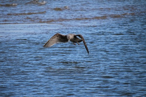 seagull  bird  water bird