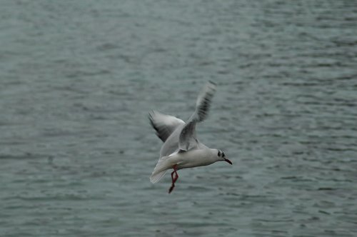 seagull  birds  lake léman