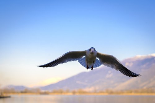 seagull  bird  i'm flying