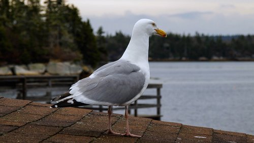 seagull  birds  sea