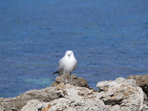 seagull  sea  mediterranean