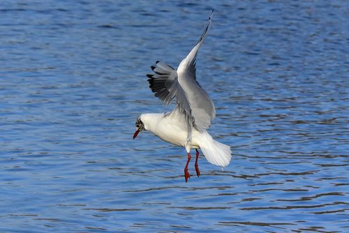 seagull  gull  bird sea bird