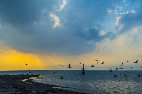 seagull  lighthouse  sea