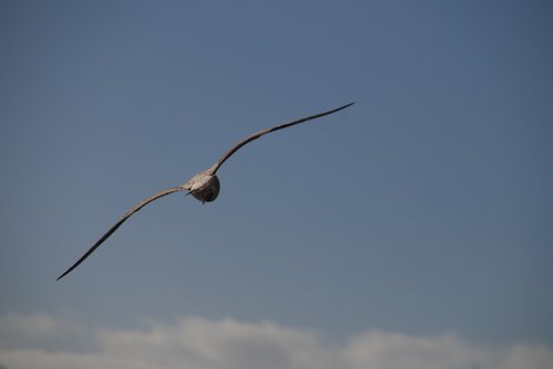 seagull  peace  freedom