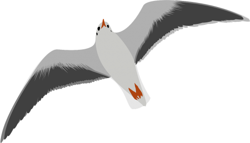 seagull bird flying