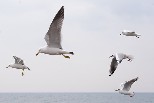 seagull  sea  birds
