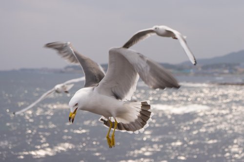 seagull  wing  new