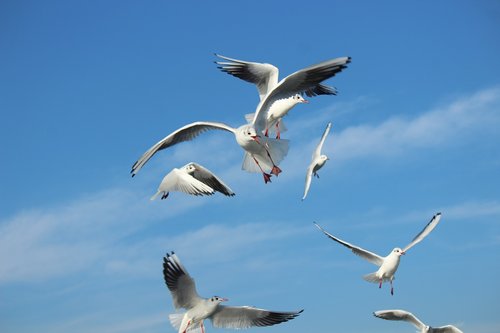 seagull  gulls  fight