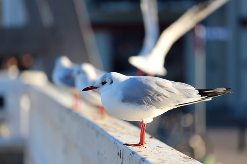 seagull  baltic sea  bridge