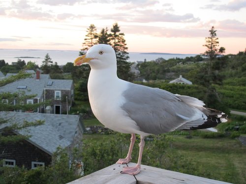 seagull  island  cottage