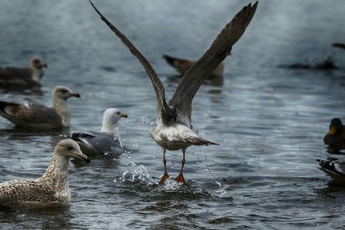 seagull  birds  wildlife
