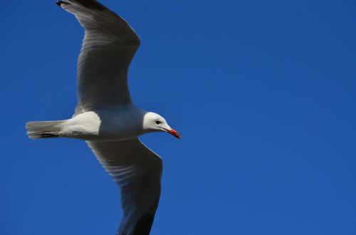 seagull bird fly