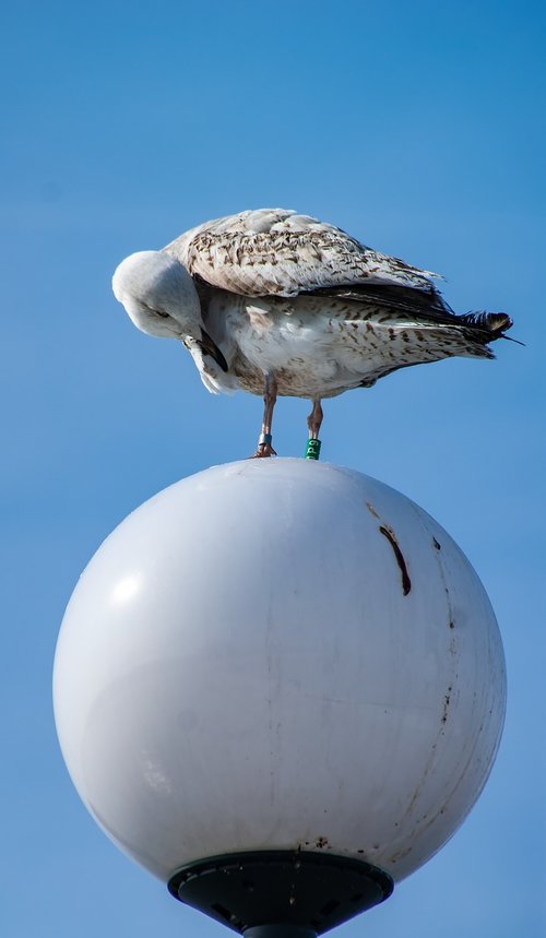 seagull  bird  replacement lamp
