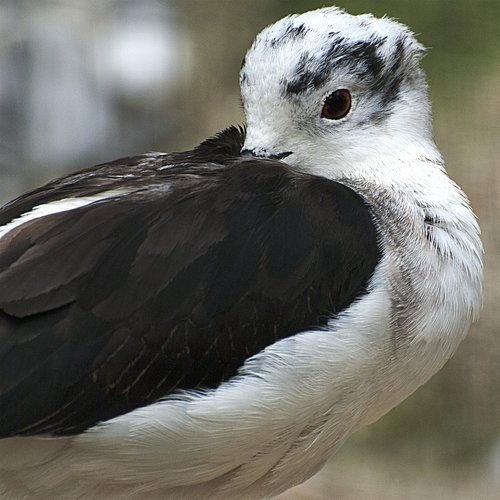 seagull  bird  plumage