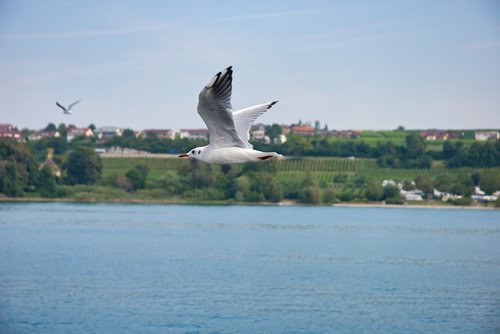 seagull  lake constance  waterfowl