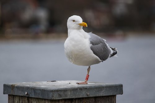 seagull  port  water