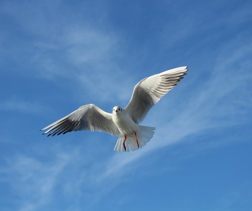 seagull  bird  gulls