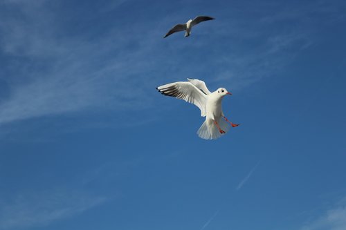 seagull  bird  gulls