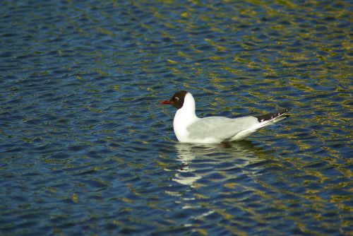 seagull bird swim