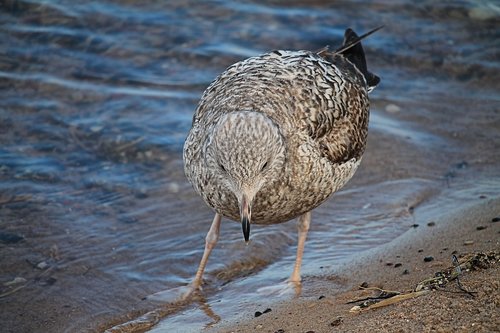 seagull  water  lake