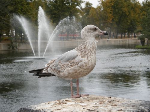 seagull bird gull