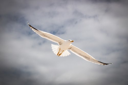 seagull  flying  dark