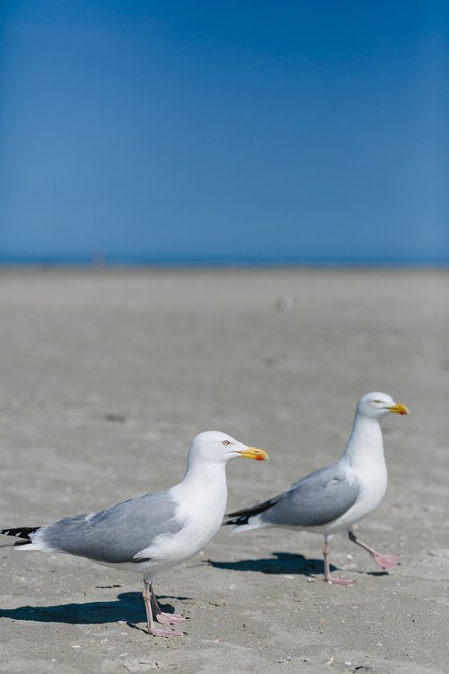 seagull  north sea  bird