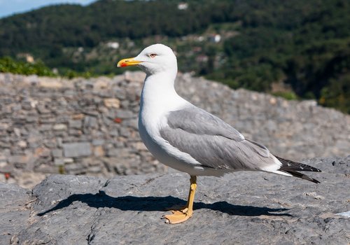 seagull  bird  water bird