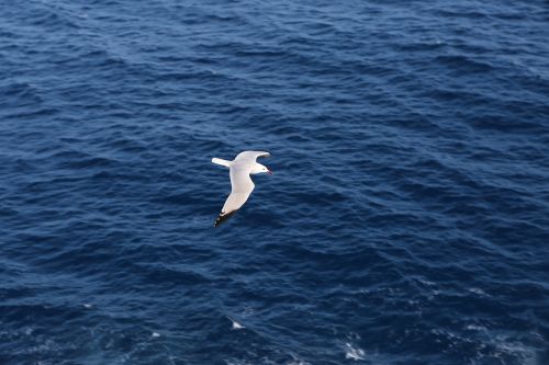 seagull flying sea