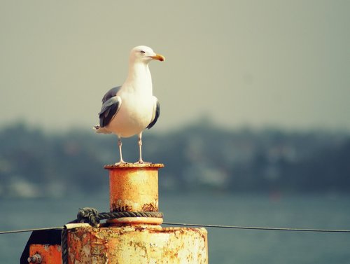 seagull  bollard  water