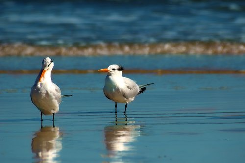 seagull  birds  beach
