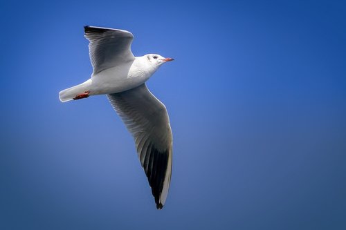 seagull  bird  wing