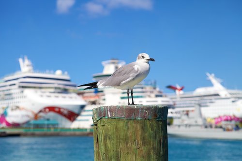 seagull  cruise ship  ship