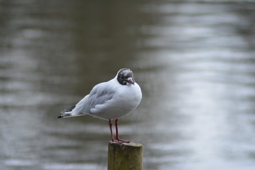seagull  hættemåge  bird