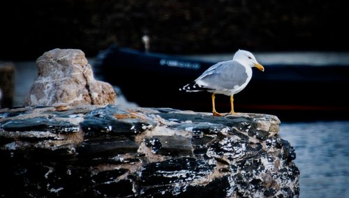 seagull  sea  bird