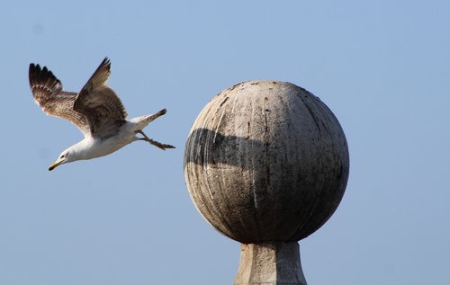 seagull  common  flight