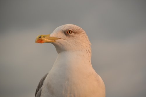 seagull  birds  animals