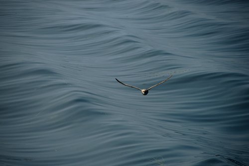 seagull  sea  wave