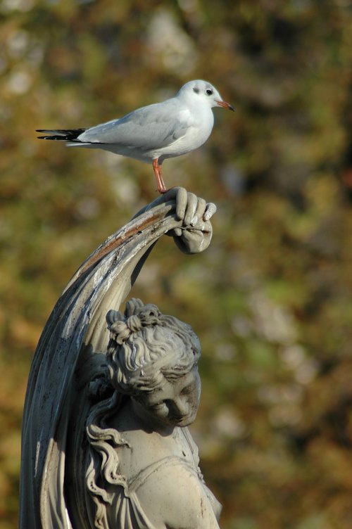 seagull  bird  statue