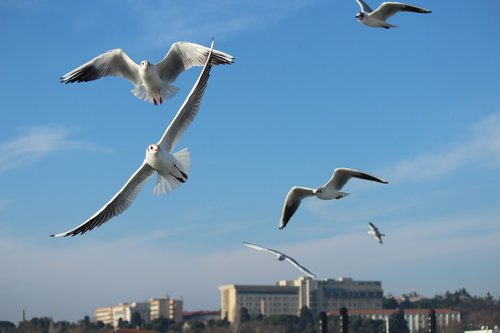 seagull  gulls  bird