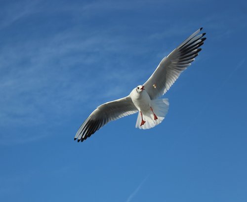 seagull  gulls  marine